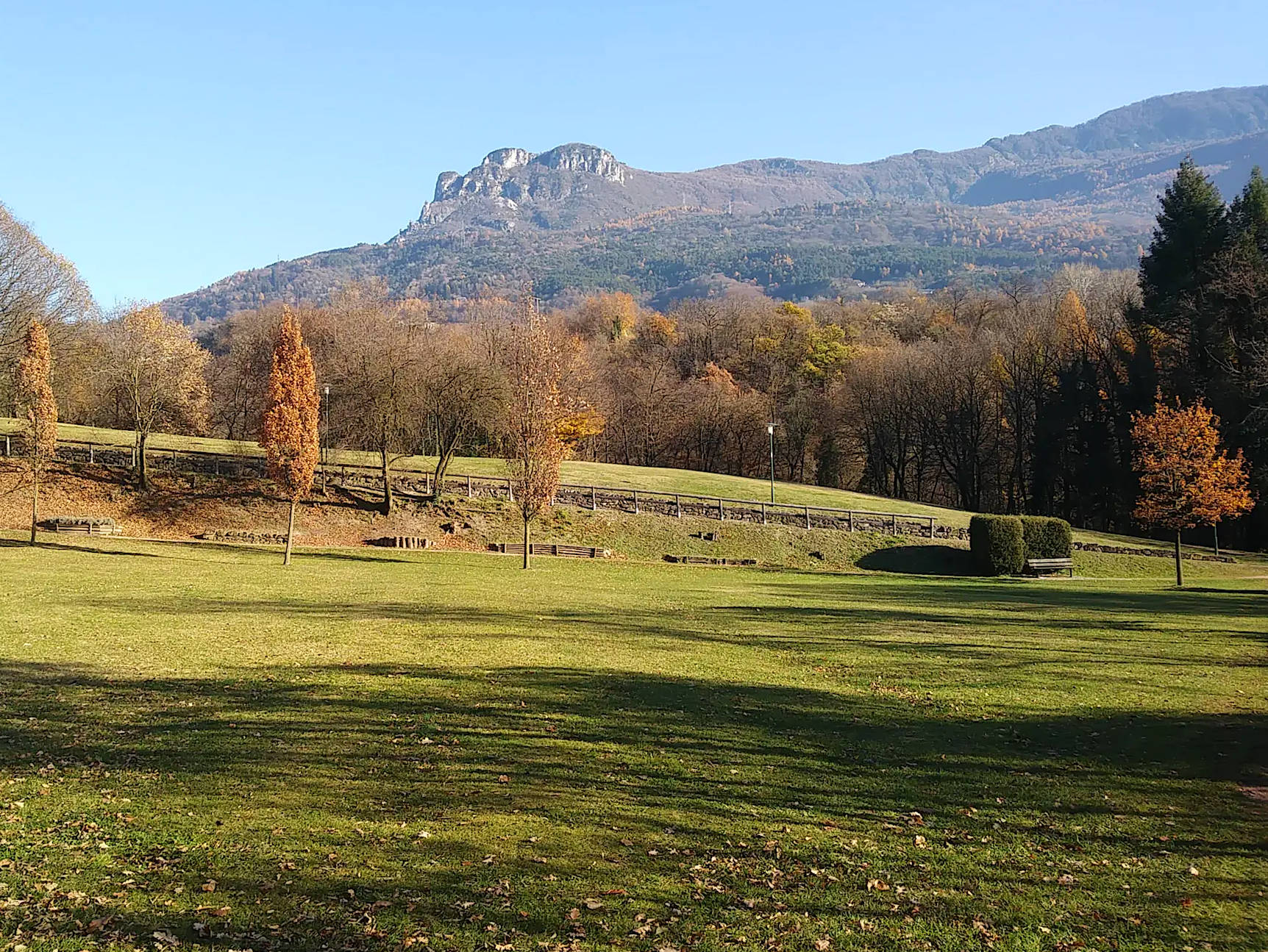 Gocciadoro: salvaguardiamo il bosco